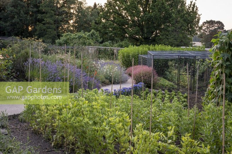 Cutting and vegetable garden in large walled kitchen garden with fruit cage behind