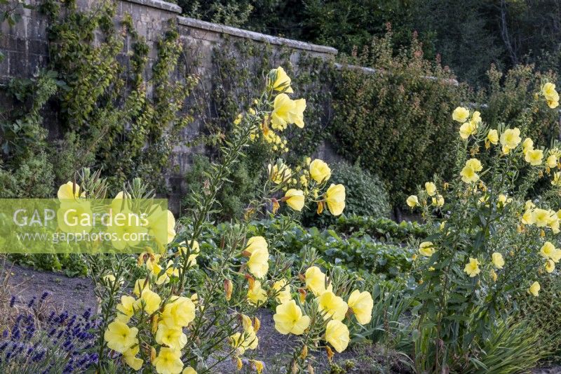 Oenothera biennis, evening primrose, in walled kitchen garden