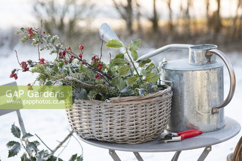 Frosted winter display of cut evergreen holly and yew foliage with rose hips in wicker basket on metal bistro table. Felco secateurs and galvanised metal watering can. Photographed in a snowcovered landscape.