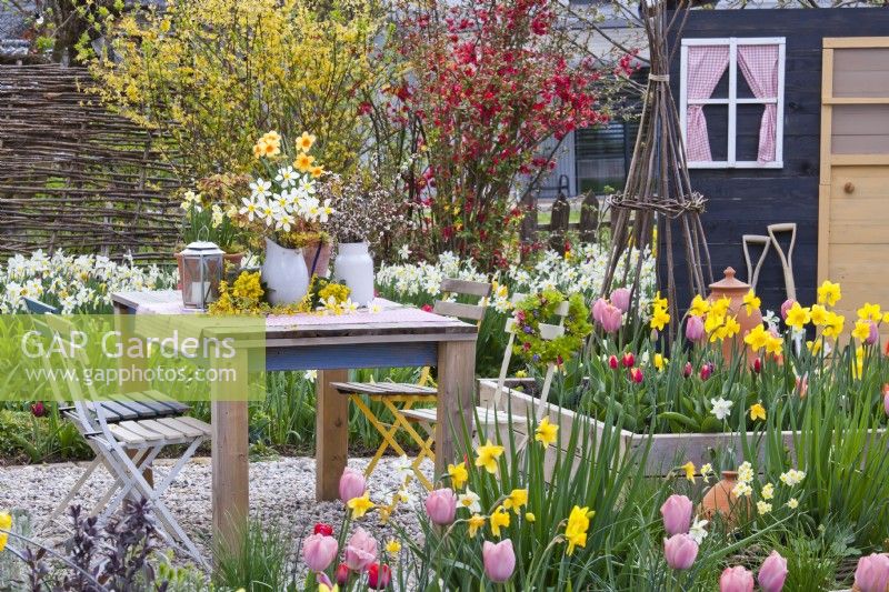 Gravel patio with table arrangement, garden shed and raised beds full of tulips and daffodils.