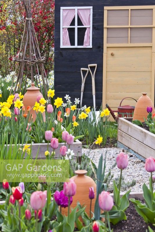 Raised beds of tulips and dafodils and a garden shed with tools.