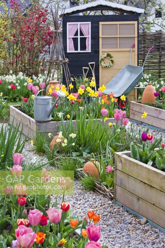 Spring borders of tulips and daffodils, garden tools and wooden shed.