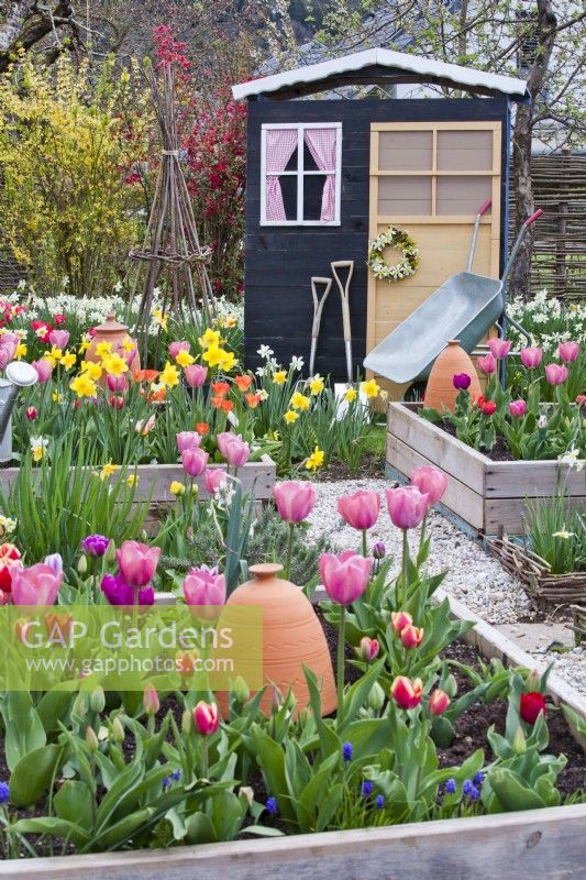 Spring borders of tulips and daffodils, garden tools and wooden shed.