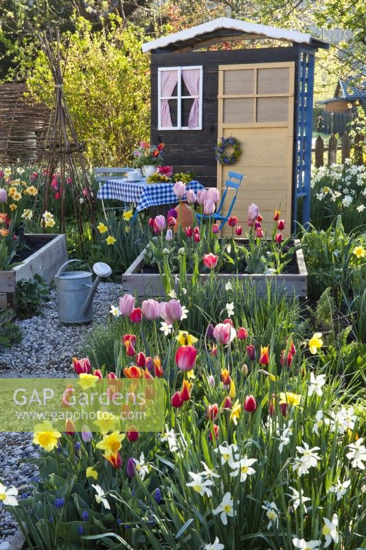 Flowerbed of tulips, muscari and daffodils with a garden shed in the background.