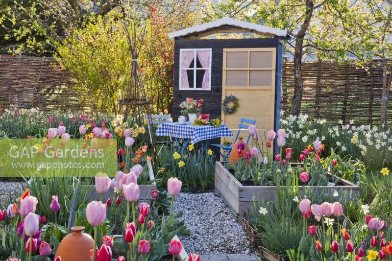 Spring borders of tulips and daffodils and seating area in front of the shed.
