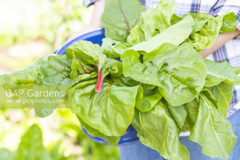 Woman holding a colander full of Spinach beet and Swiss chard 'Rainbow' leaves