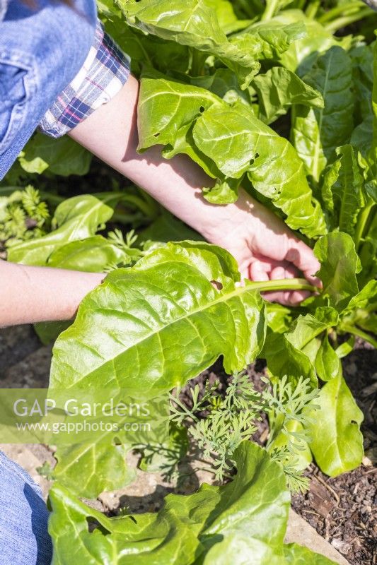 Woman harvesting Spinach Beet