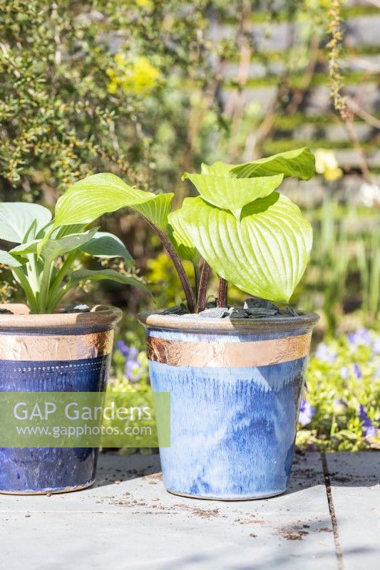Hostas in pots with copper tape around the top to protect them from slugs