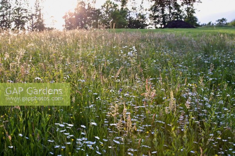 A meadow with grasses and flowers.