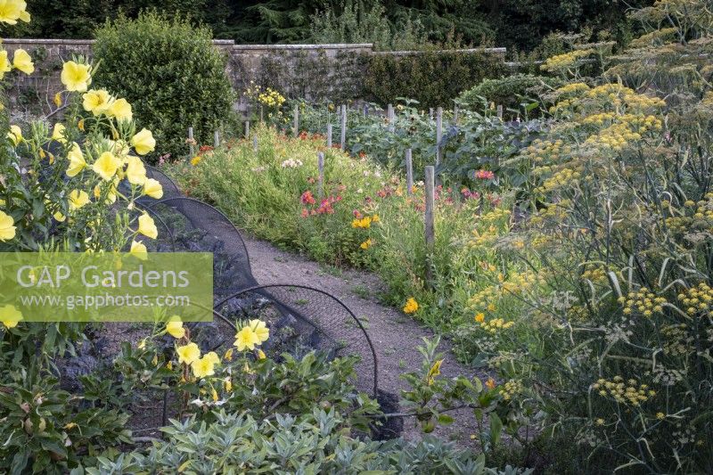 Cutting garden plants including alstroemerias, sunflowers, fennel and evening primrose, in large wall kitchen garden