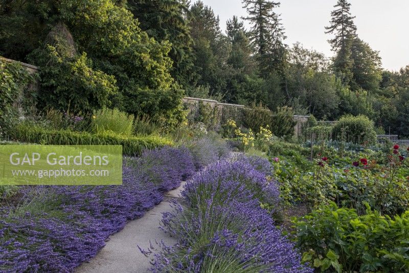 Lines of lavender plants edging path in large walled kitchen garden