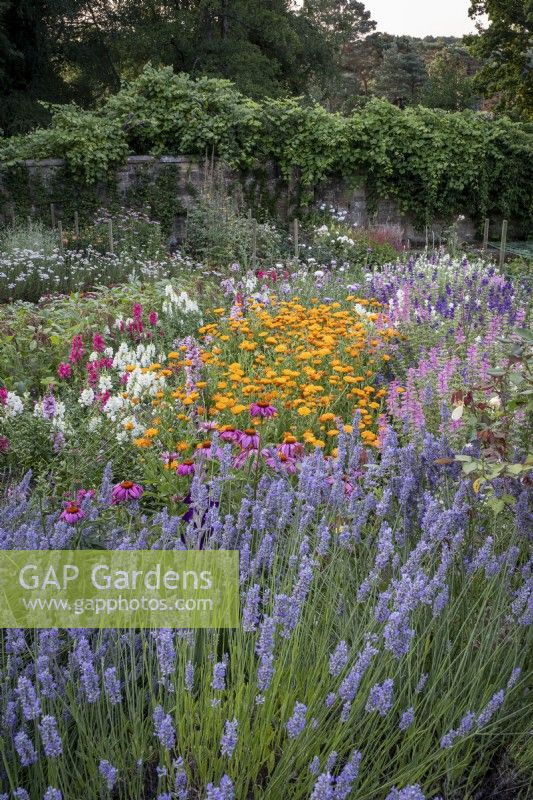 Large walled kitchen garden with cutting flowers, including lavender, Marigold and snapdragons