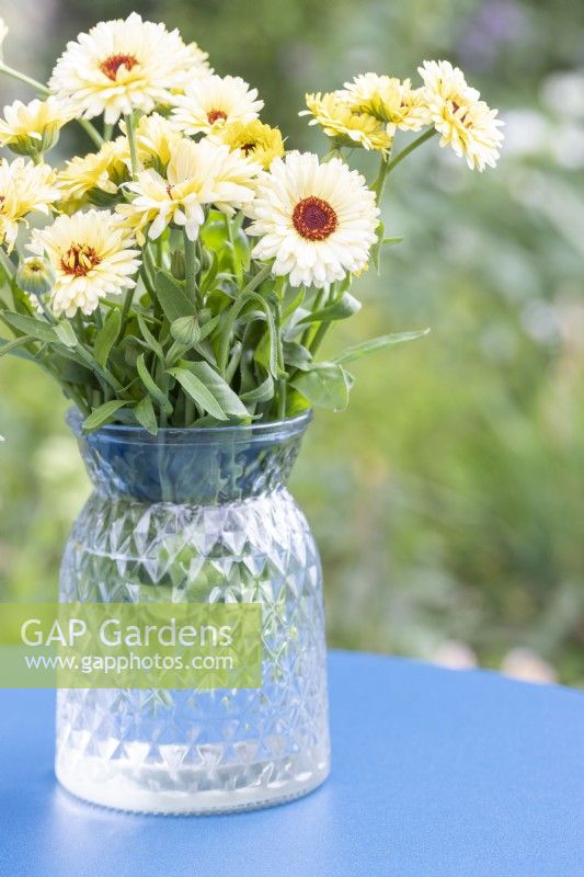 Calendula 'Snow Princess' - Pot Marigold in glass vase