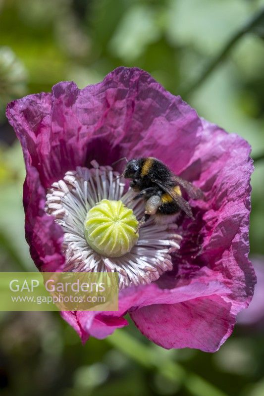Opium Poppy, Papaver somniferum, pollinated by bumble bee