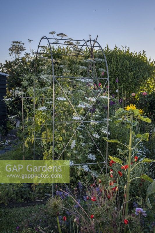 View across cottage garden borders in early summer, with Metal arch supporting Ammi majus