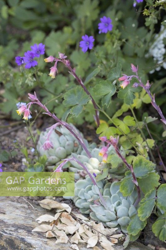 Echeveria elegans, Mexican snowball, Gods throne, mexican gem or white mexican rose, flowers and foliage. June. 