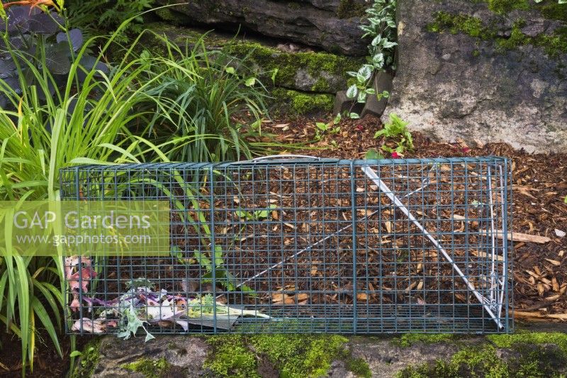 Humane live animal steel wire cage trap in backyard garden in summer.