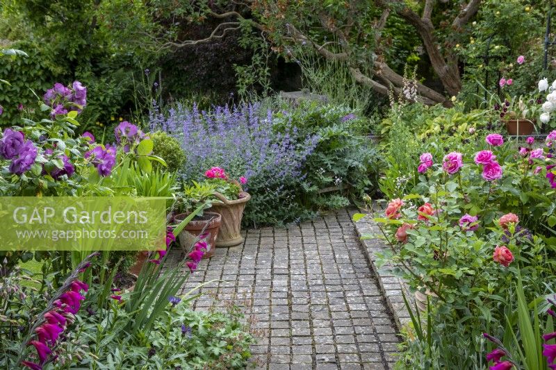 Path of Cotswold paving stones leads  into the garden towards a blue cloud of Nepeta 'Six Hills Giant' and a lattice terracotta pot planted with Pelargonium 'Pink Precision'. The path is flanked to the left by Gladiolus byzantinus and Rosa Rhapsody in Blue and to
the right by Boscobel, Gertrude Jekyll and Desdemona roses.