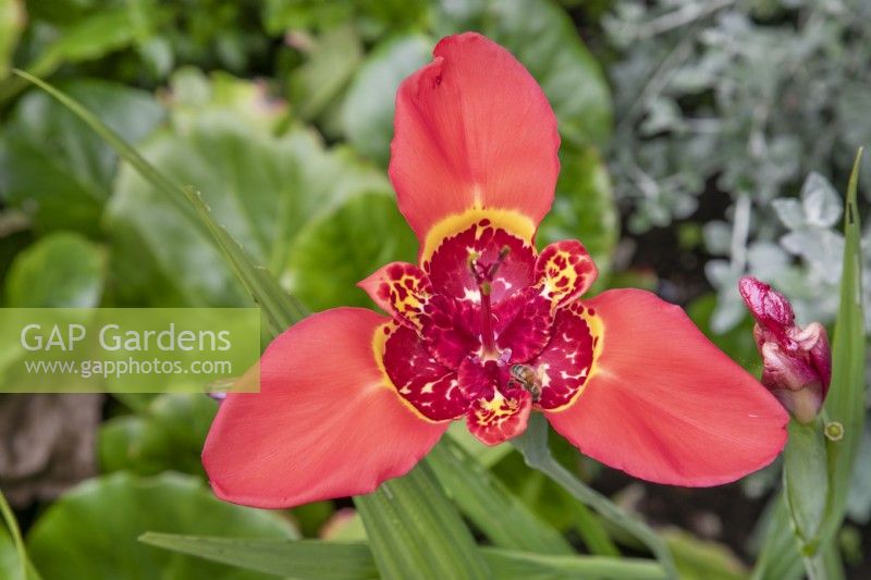 Tigridia pavonia - Mexican Tiger flower - July
