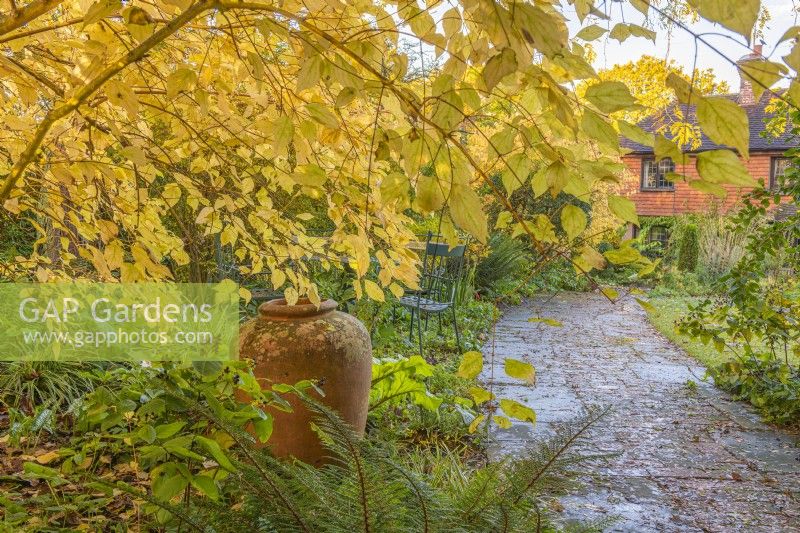 Cornus alba 'Aurea' in Autumn leaf colour with a terracotta urn focal point beside a brick path in an informal country cottage garden - November