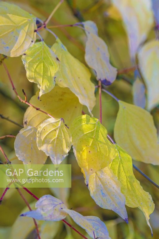 Cornus alba in Autumn leaf colours - November