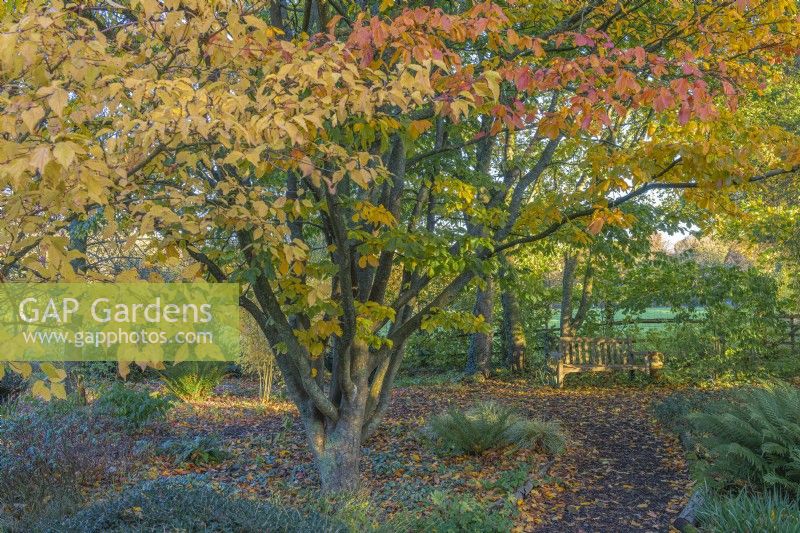 View of deciduous trees and shrubs in an informal country cottage woodland garden in Autumn - November