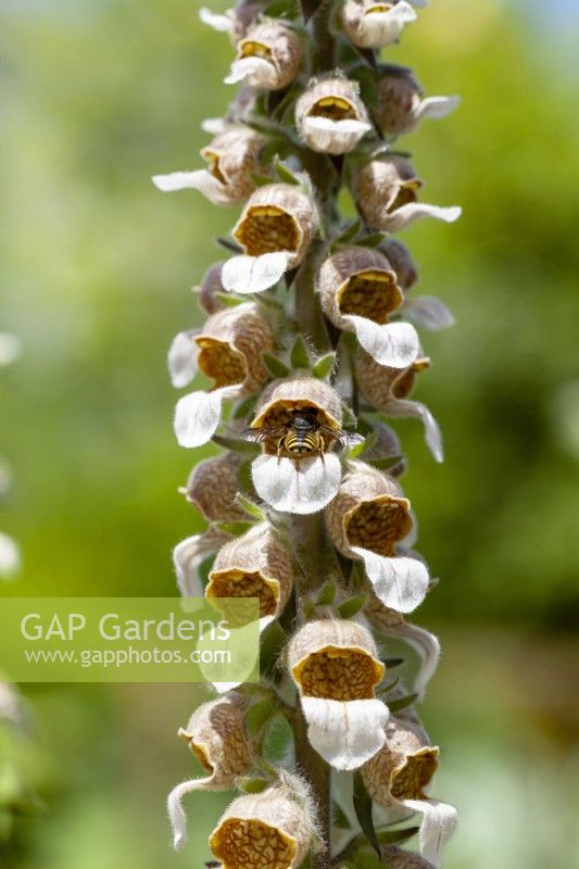 Digitalis lanata with commo hoverfly, summer June