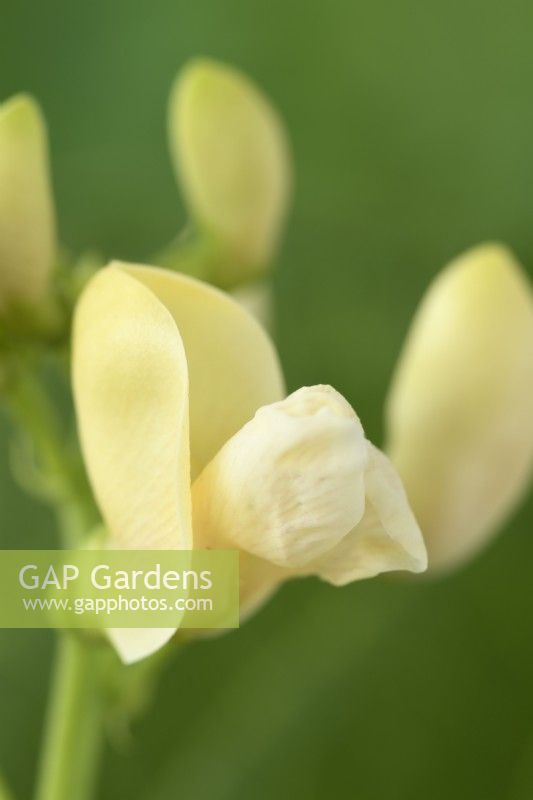 Phaseolus coccineus  'White Emergo'  Runner bean flower opening  June