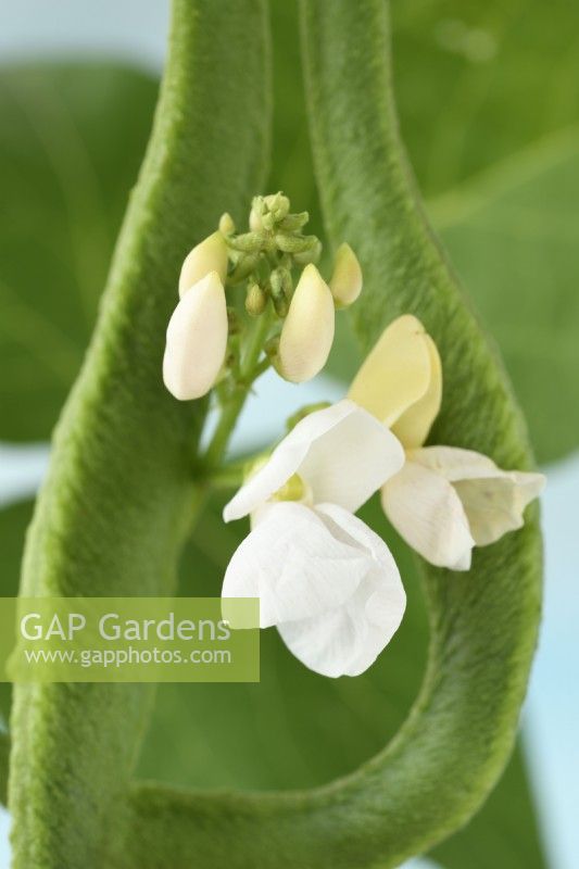 Phaseolus coccineus  'White Emergo'  Runner bean flower  July