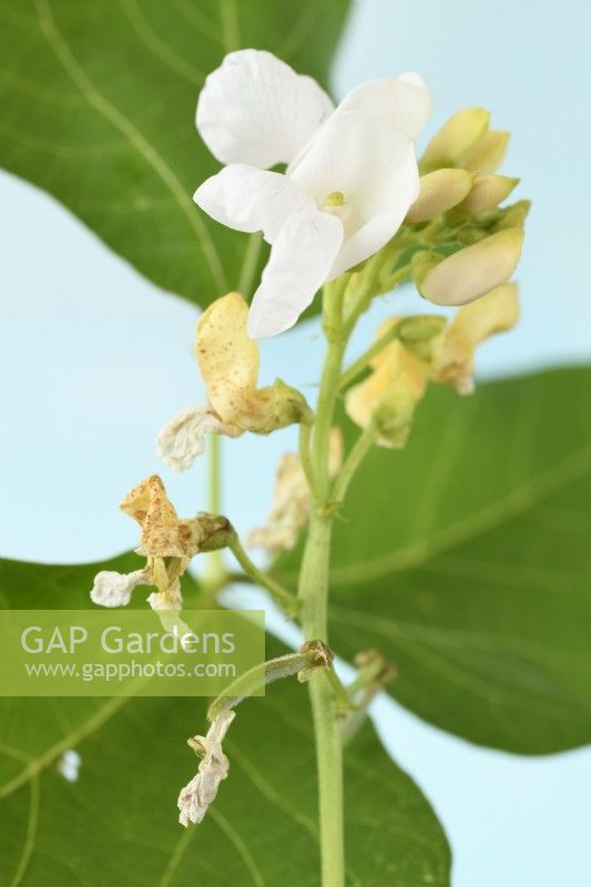 Phaseolus coccineus  'White Emergo'  Runner bean pods forming as flowers die  August