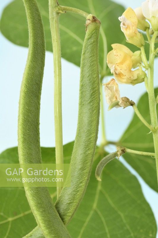 Phaseolus coccineus  'White Emergo'  Runner bean pods forming as flowers die and mature pods  August