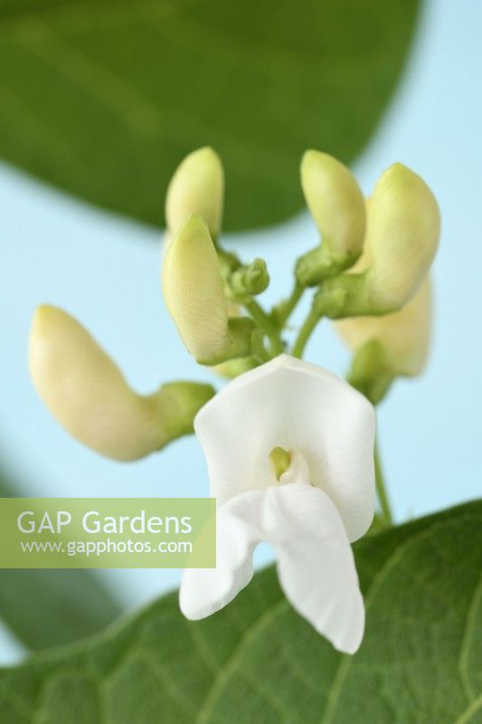 Phaseolus coccineus  'White Emergo'  Runner bean flower  June