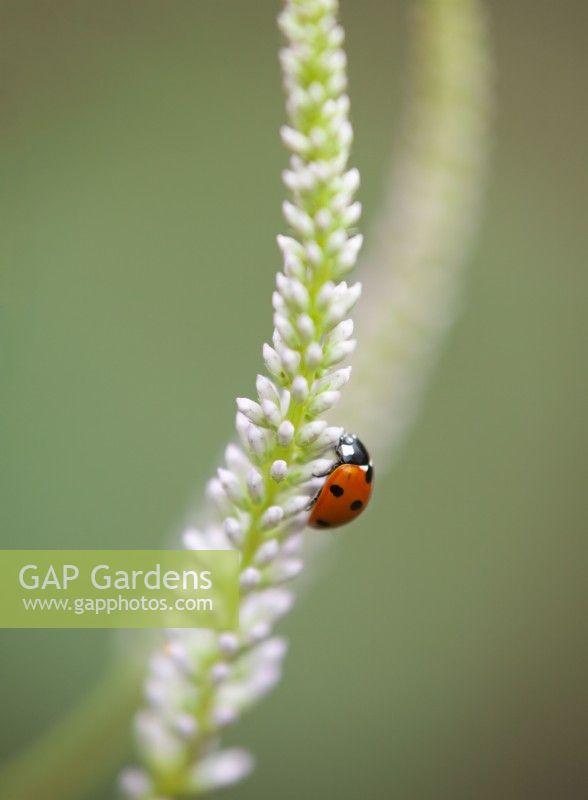 Ladybird on Veronicastrum virginicum 'Fascination' - Culver's Root - June