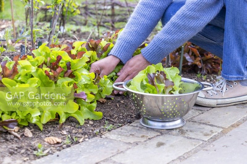 Woman picking Salad Leaves Mixed Red and Green and placing in colander