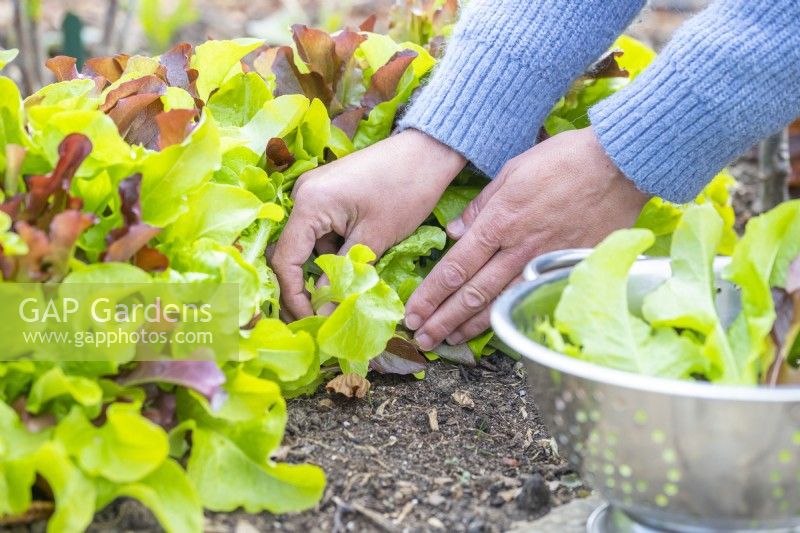 Woman picking Salad Leaves Mixed Red and Green and placing in colander
