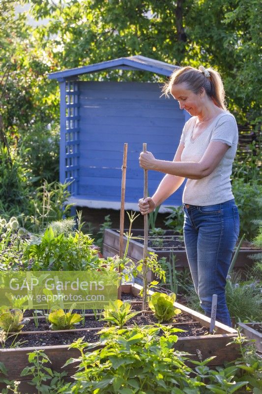 Woman adding garden cane to support tomatoes.