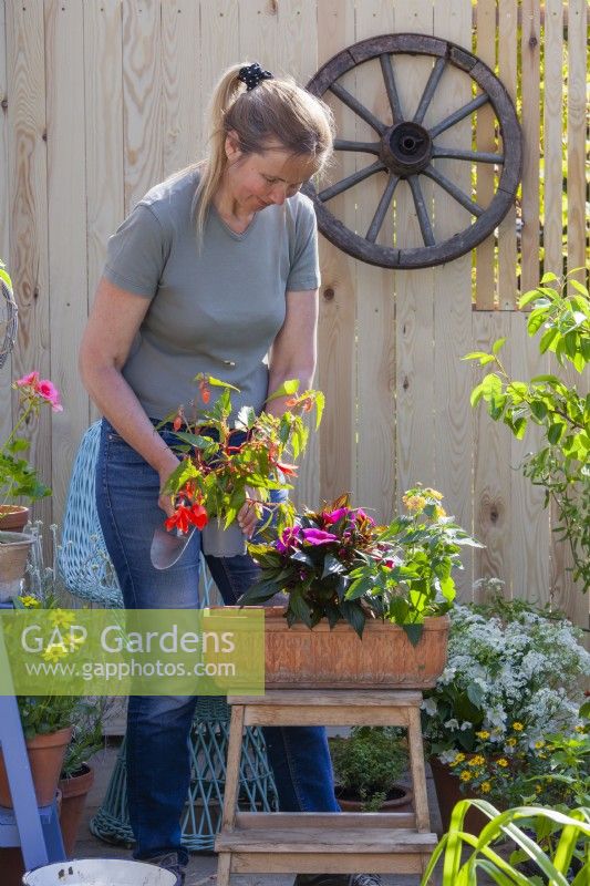 Woman planting Begonia boliviensis, Impatiens and Lantana in terracotta container.