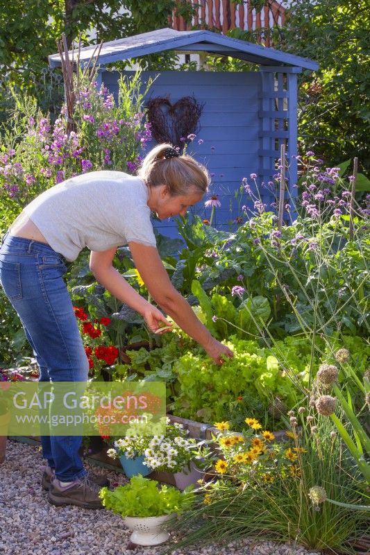 Woman picking lettuce from raised bed.