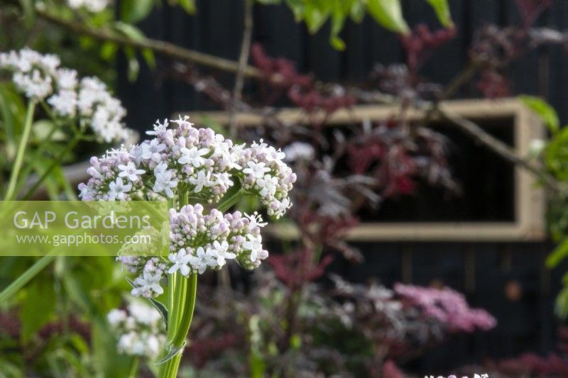 Valeriana officinalis ssp. sambucifolia on the RSPCA Garden designed by Martyn Wilson - RHS Chelsea Flower Show 2023