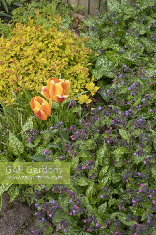 Tulips amongst Pulmonaria saccharata and Spirea japonica 'Gold Rush' at Barnsdale Gardens, April