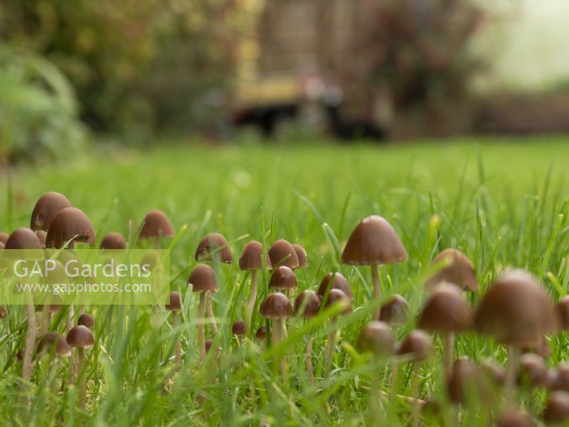 Autumn fungi growing in garden lawn