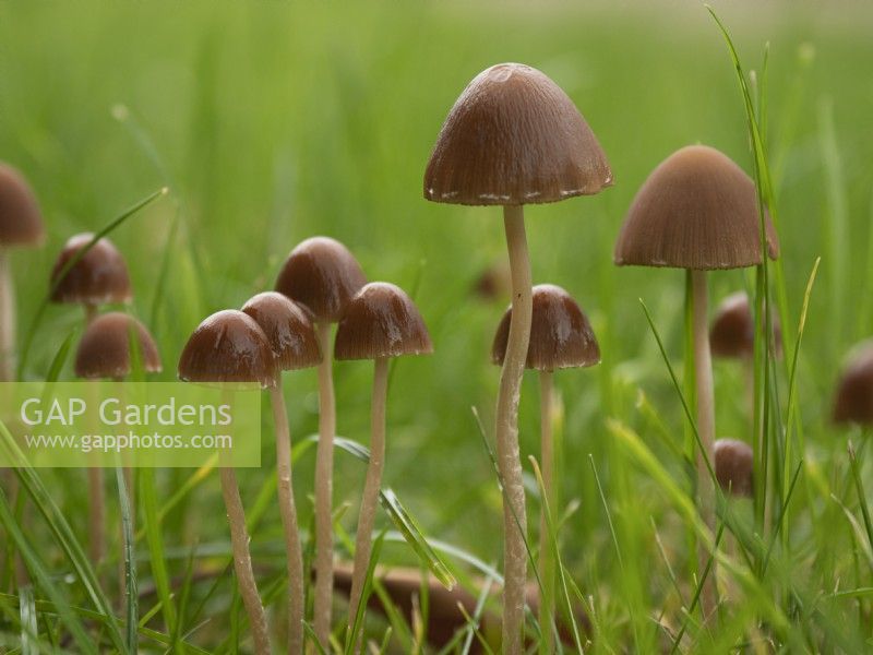 Autumn fungi growing in garden lawn