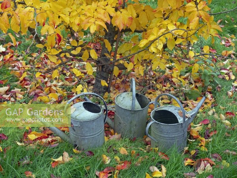 Parrotia persica - Persian Ironwood and watering cans Autumn November