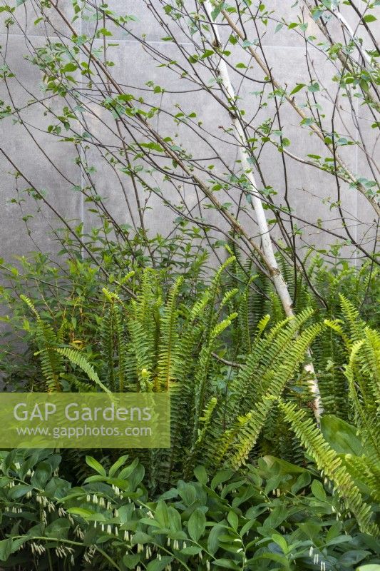 Polygonatum stenanthum, Betula utilis var. jacquemontii 'Doorenbos' and ferns on the RBC Brewin Dolphin Garden designed by Paul Hervey-Brookes - RHS Chelsea Flower Show 2023