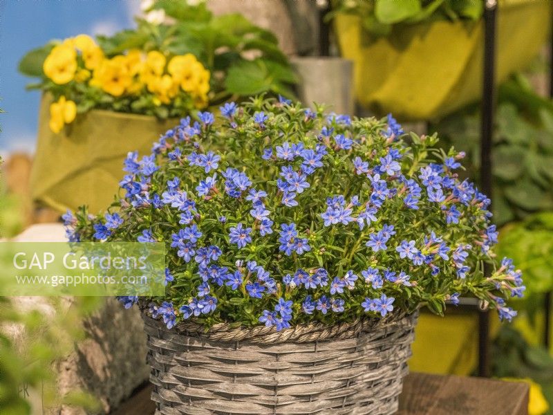 Lithodora diffusa Heavenly Blue in basket, spring May