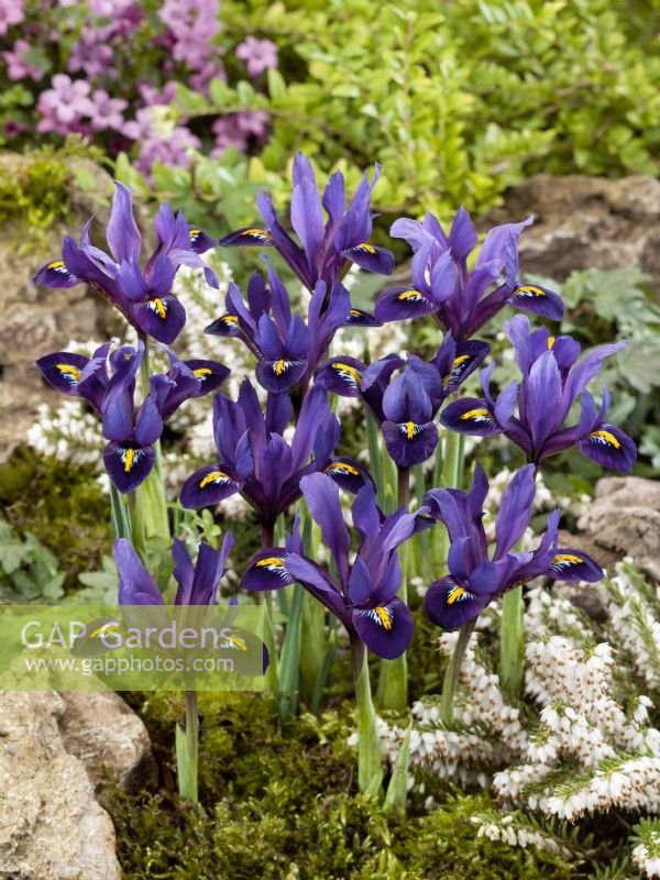 Iris reticulata Blue Hill, spring March