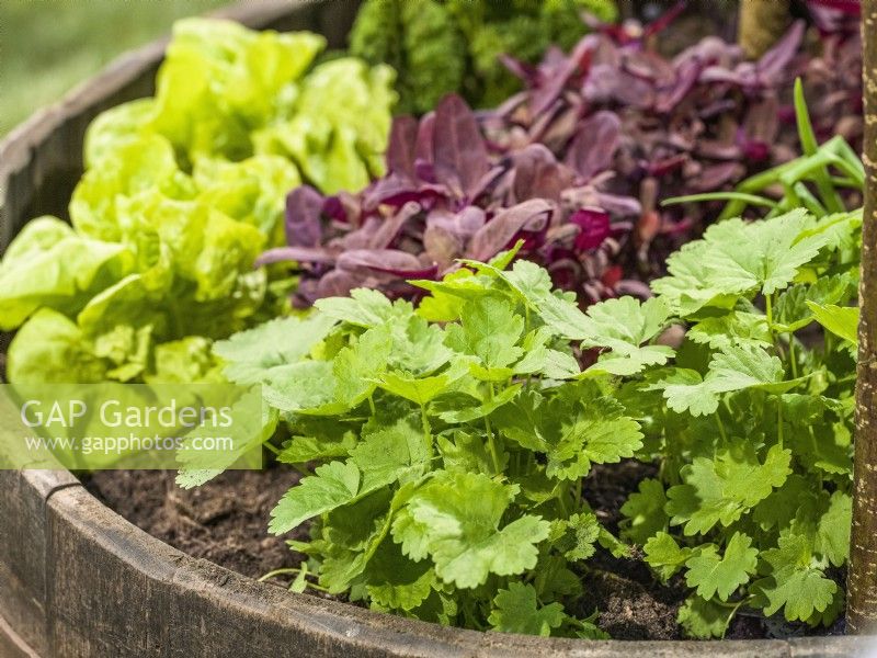 Wooden barrel with strawberry plants and seed mix of salads such as lettuce, spring May