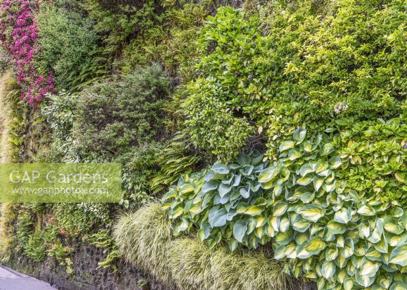 Living wall with Hosta, summer July