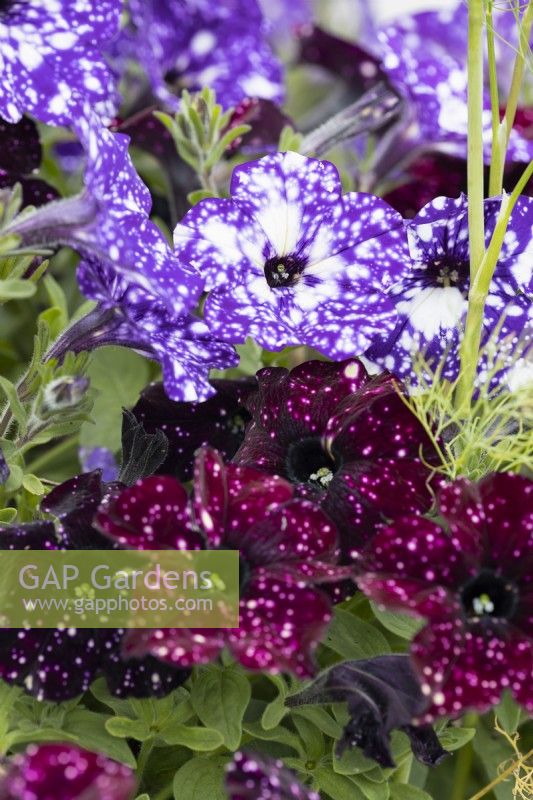 Galaxy, Night Sky  and  Midnight Sky, petunia flowers. Close up. Harbour Lights, Devon NGS garden. July. 