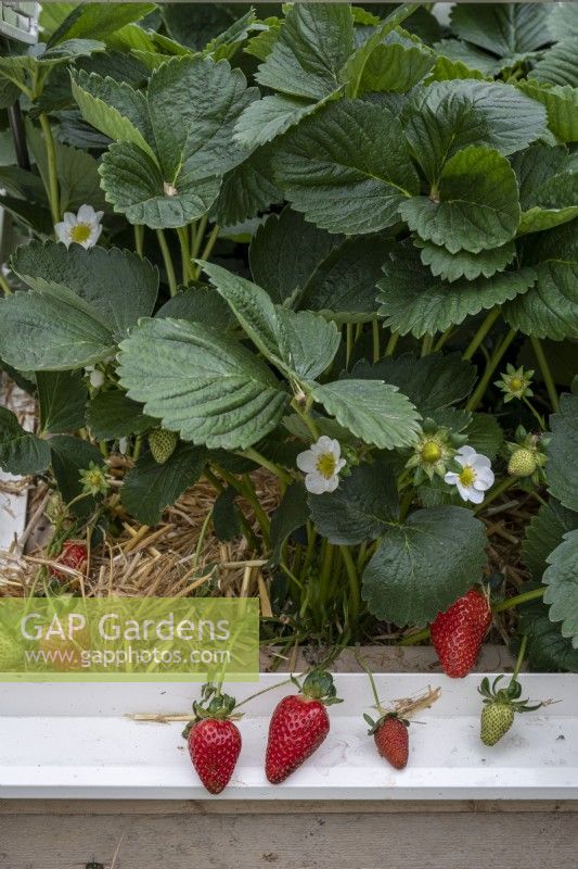 Strawberry, Fragaria x ananassa mulched with straw and growing in a raised bed